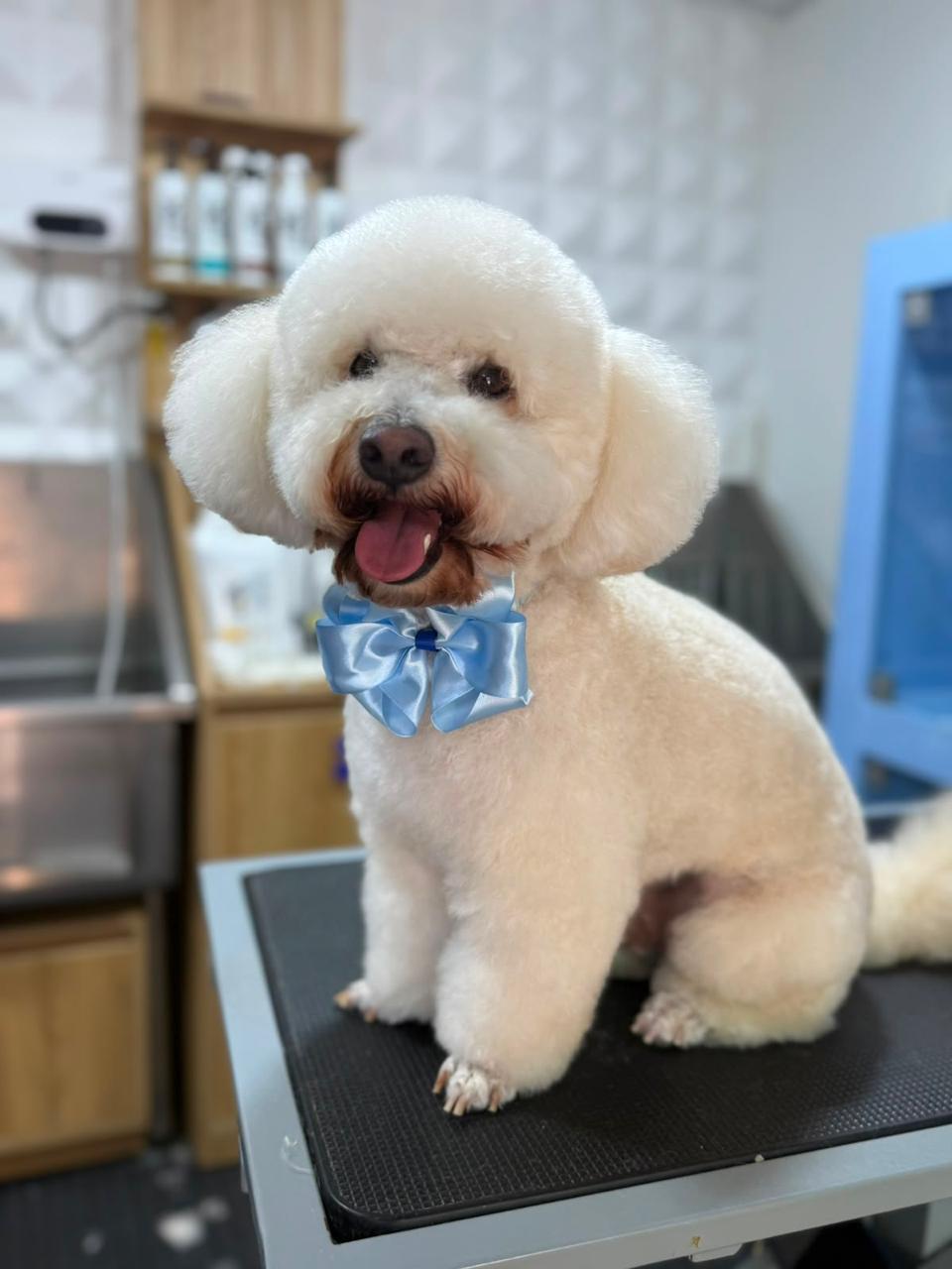 Bichón recién peluqueado con moño