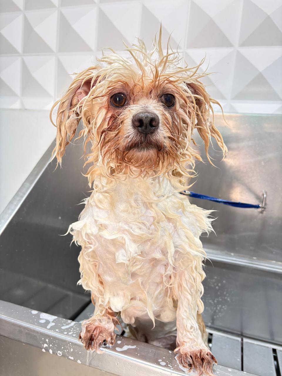 Perrito antes del baño en Ayni Groom