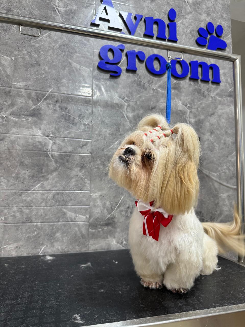Perrito recién peluqueado en Ayni Groom